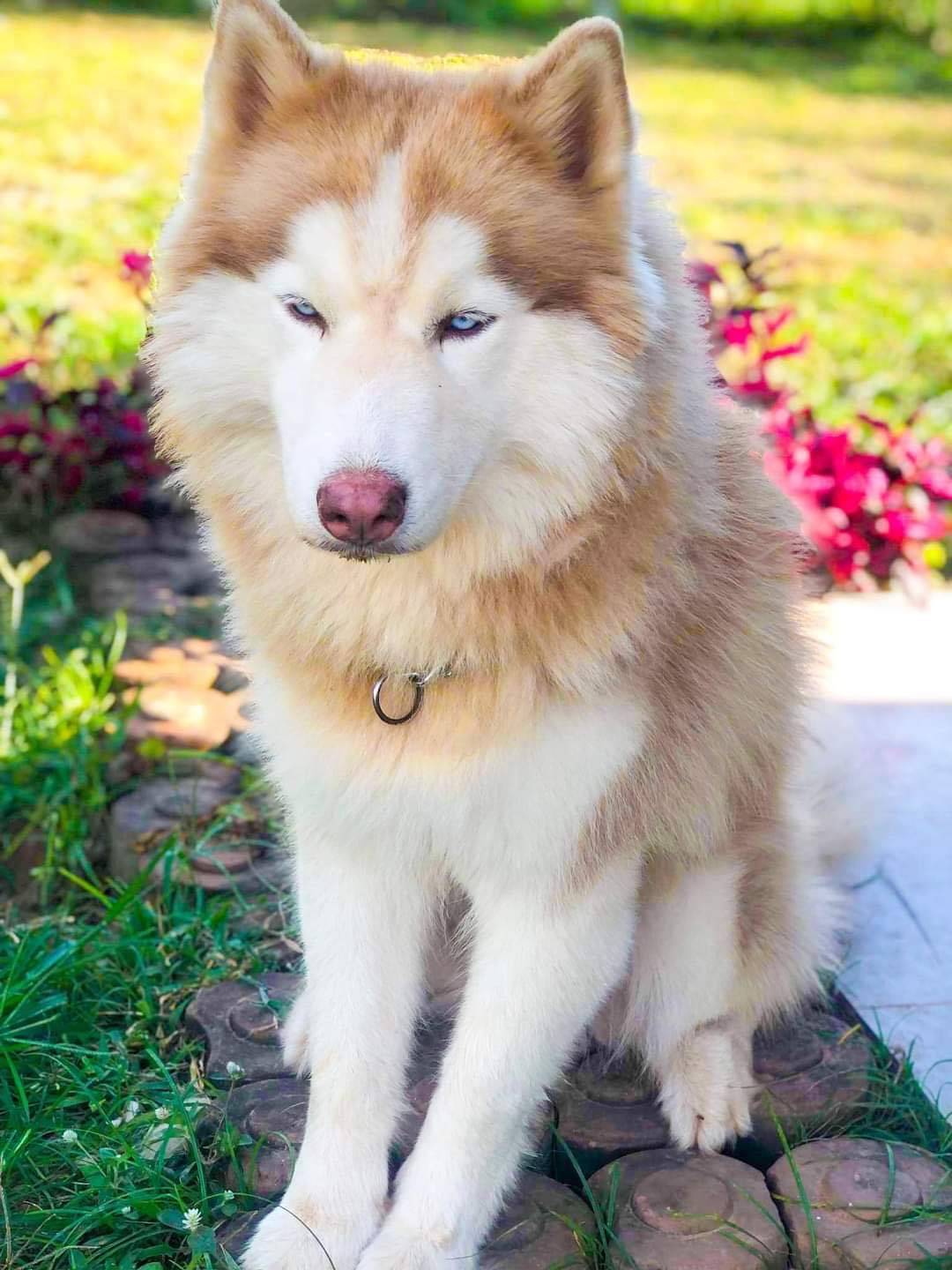 น้องไซบีเรียน หญิง โคราช