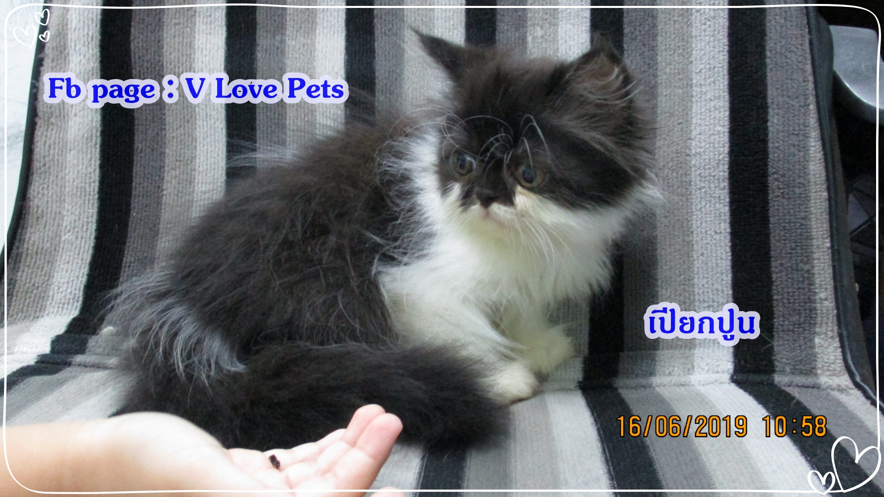 น้องเปียกปูน