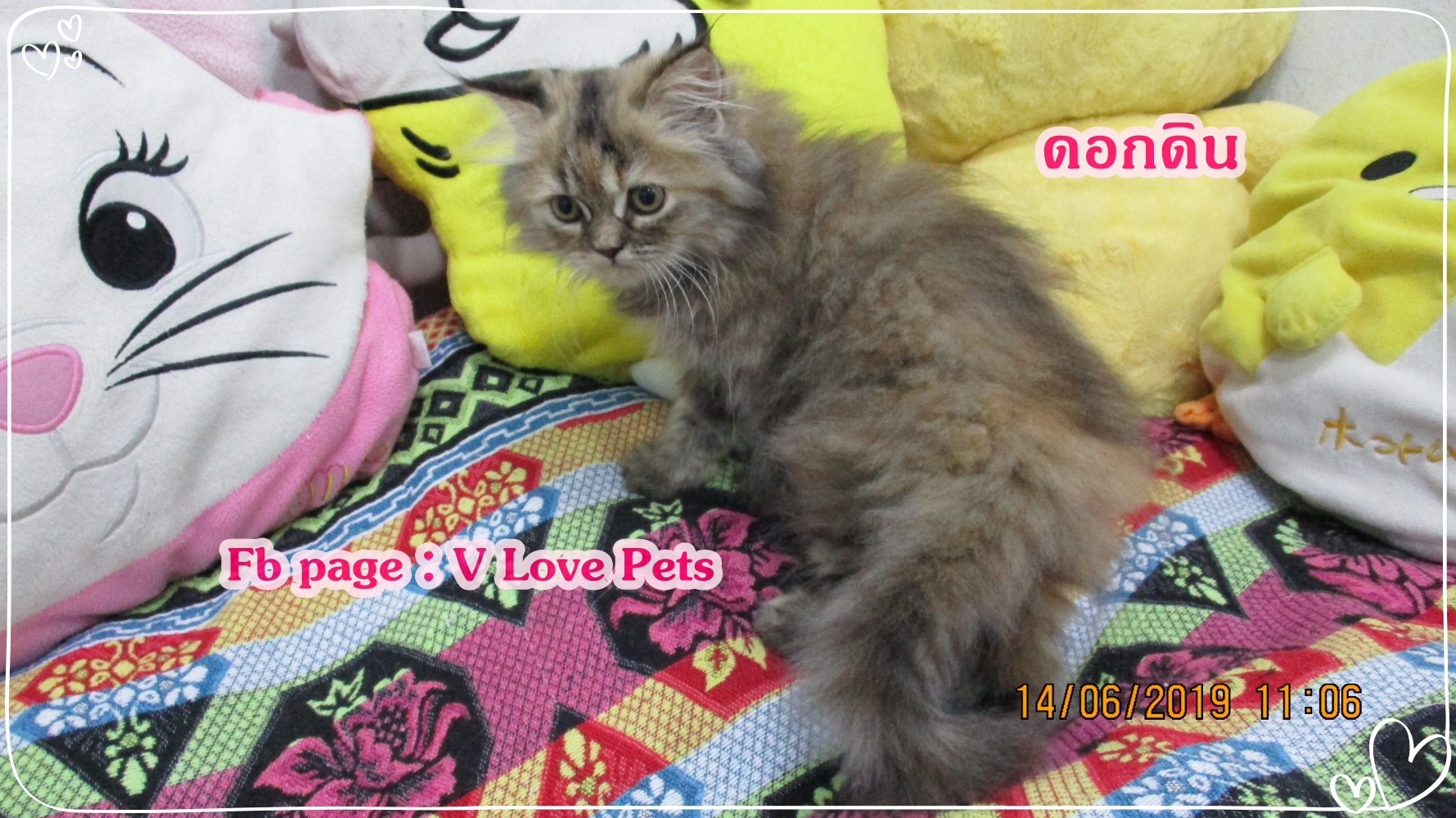 น้องดอกดิน