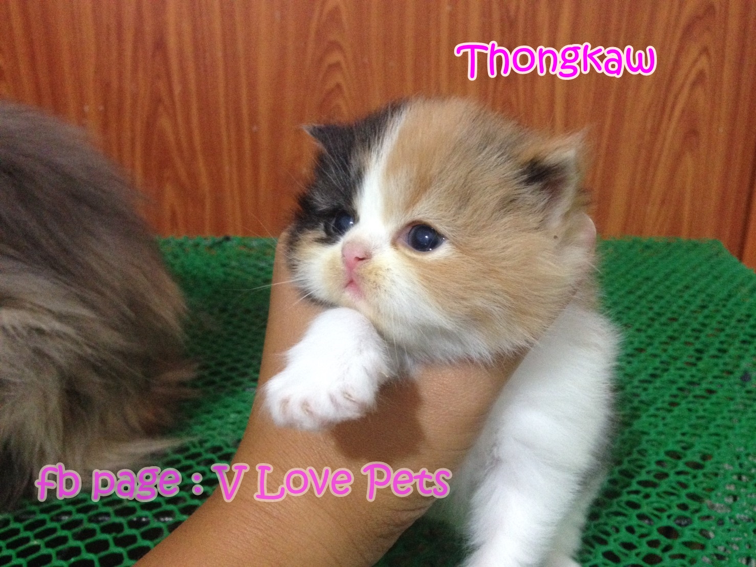 น้องแมวเปอร์เซียน่ารัก