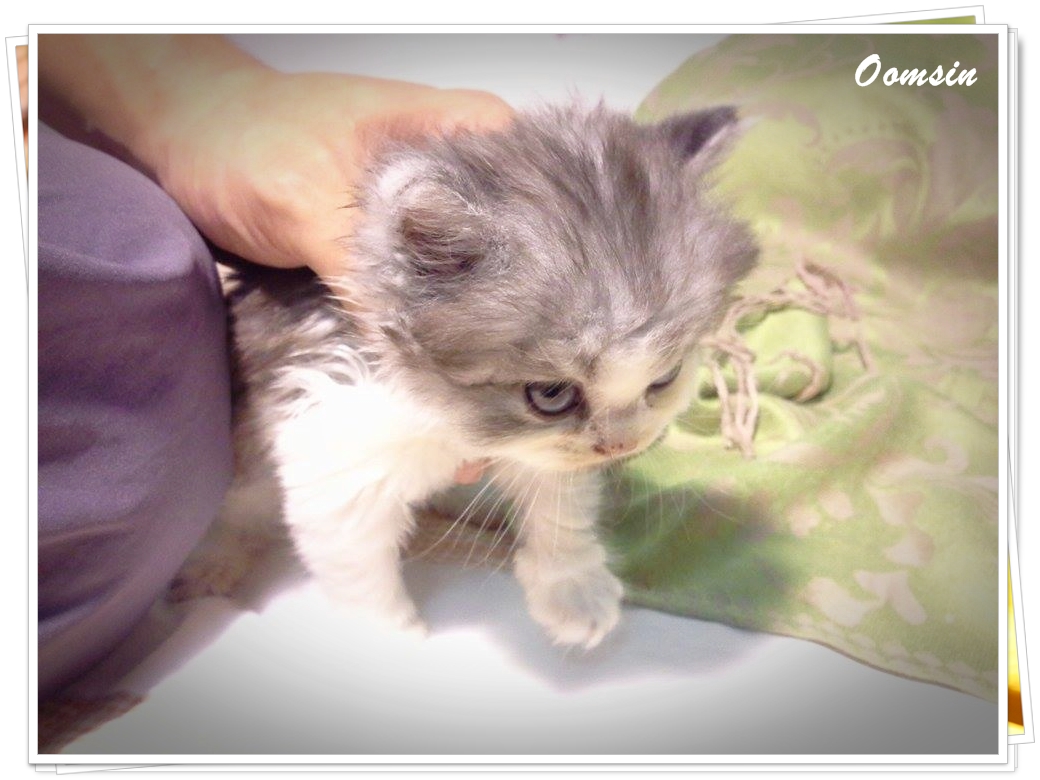 แมวเปอร์เซียหน้าตุ๊กตา