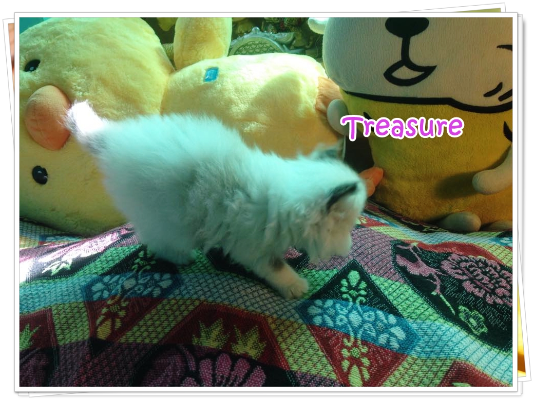 น้องแมวเปอร์เซียน่ารัก