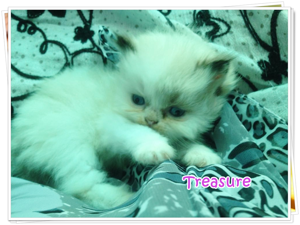 น้องแมวเปอร์เซียน่ารัก