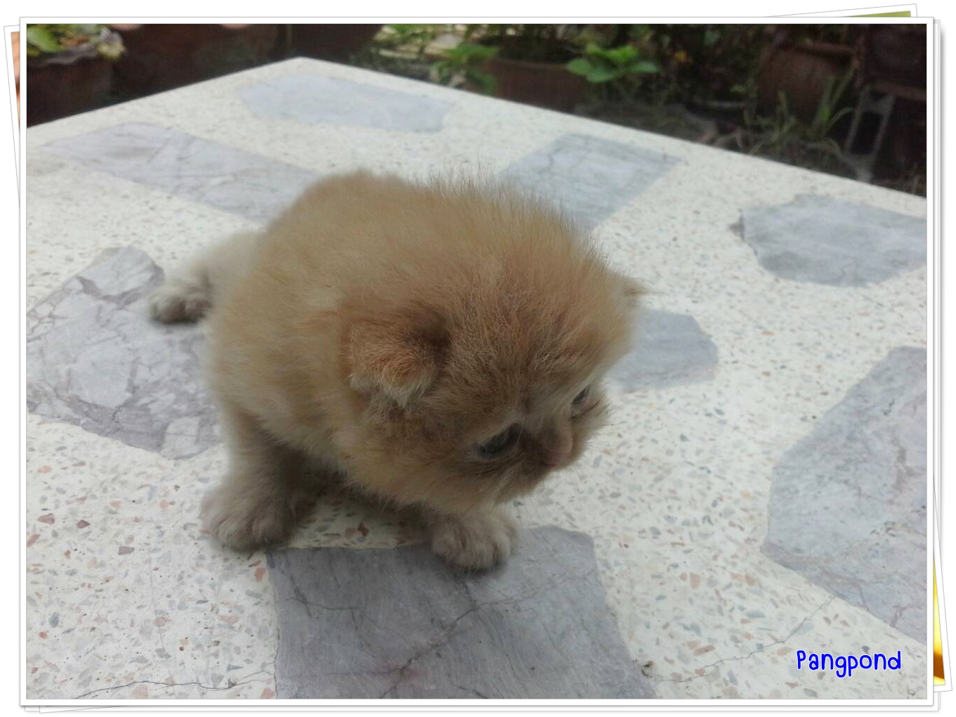 น้องแมวเปอร์เซียหน้าแบน