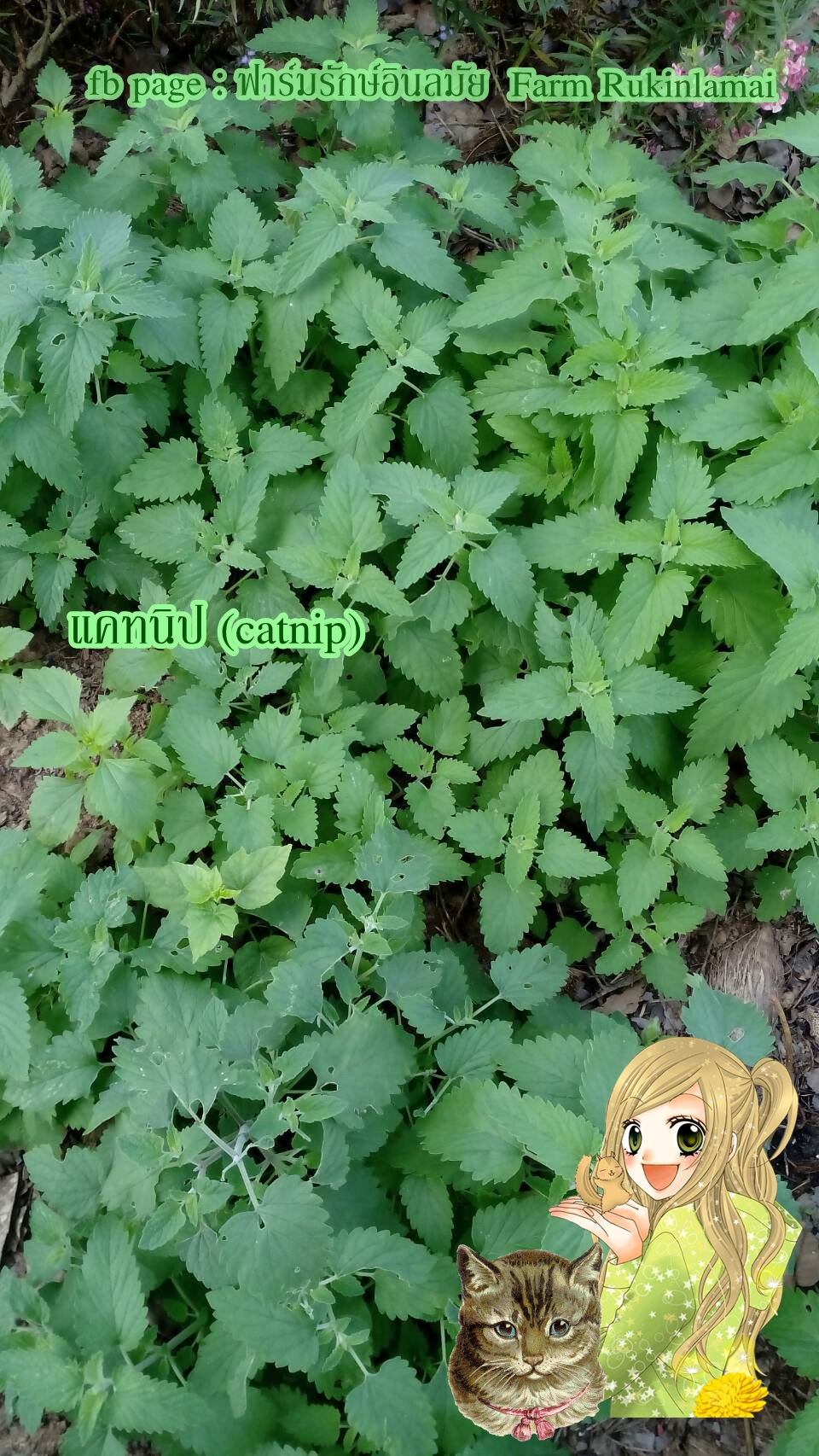 แคทนิป (catnip) สมุนไพรฟิน ๆ สำหรับเจ้าเหมียว