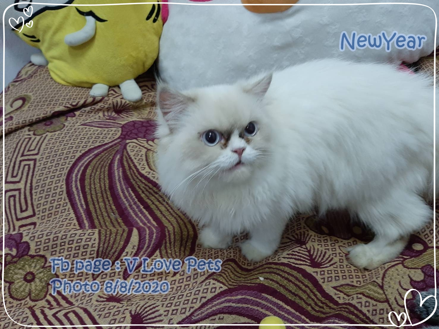 น้องนิวเยียร์