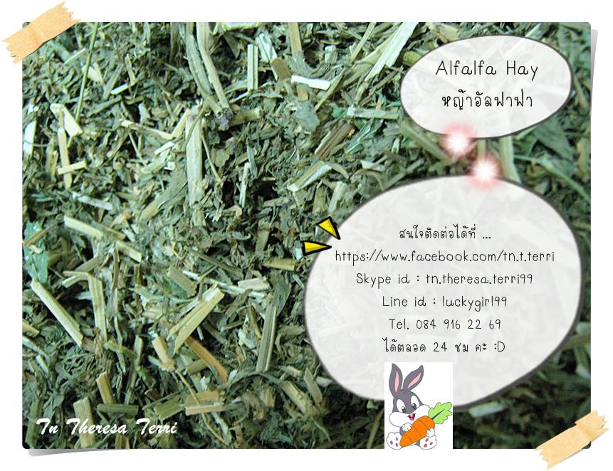 อัลฟาฟ่า