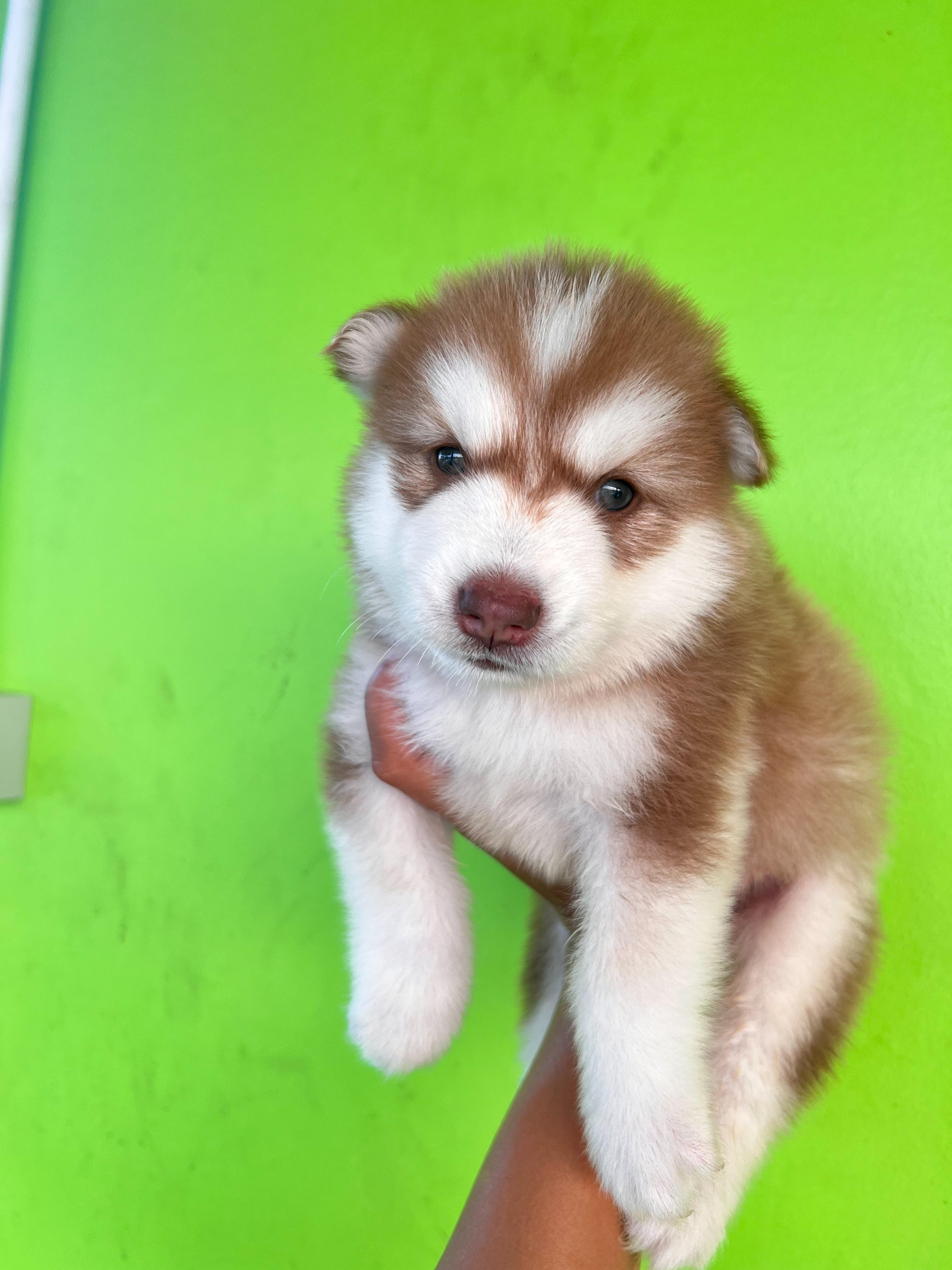 น้องไซบีเรียน หญิง โคราช