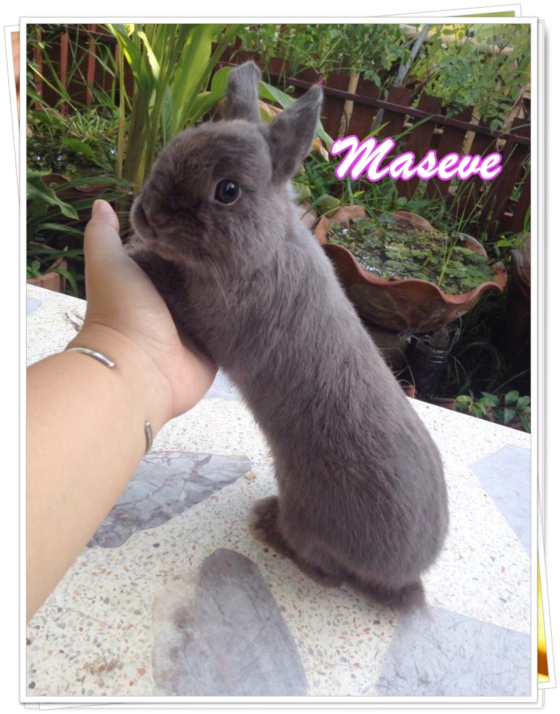 แก๊ง Netherland Dwarf กระต่ายพันธุ์เล็ก