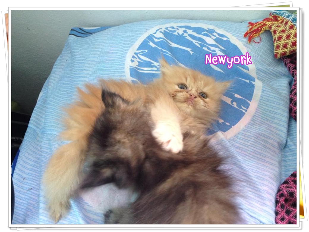 น้องแมวเปอร์เซียหน้าตุ๊กตา