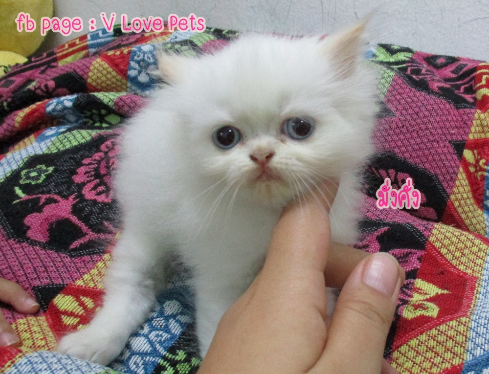 น้องแมวเปอร์เซียแท้ ผู้หญิง สีขาว มี point สีส้มที่หูกับหาง