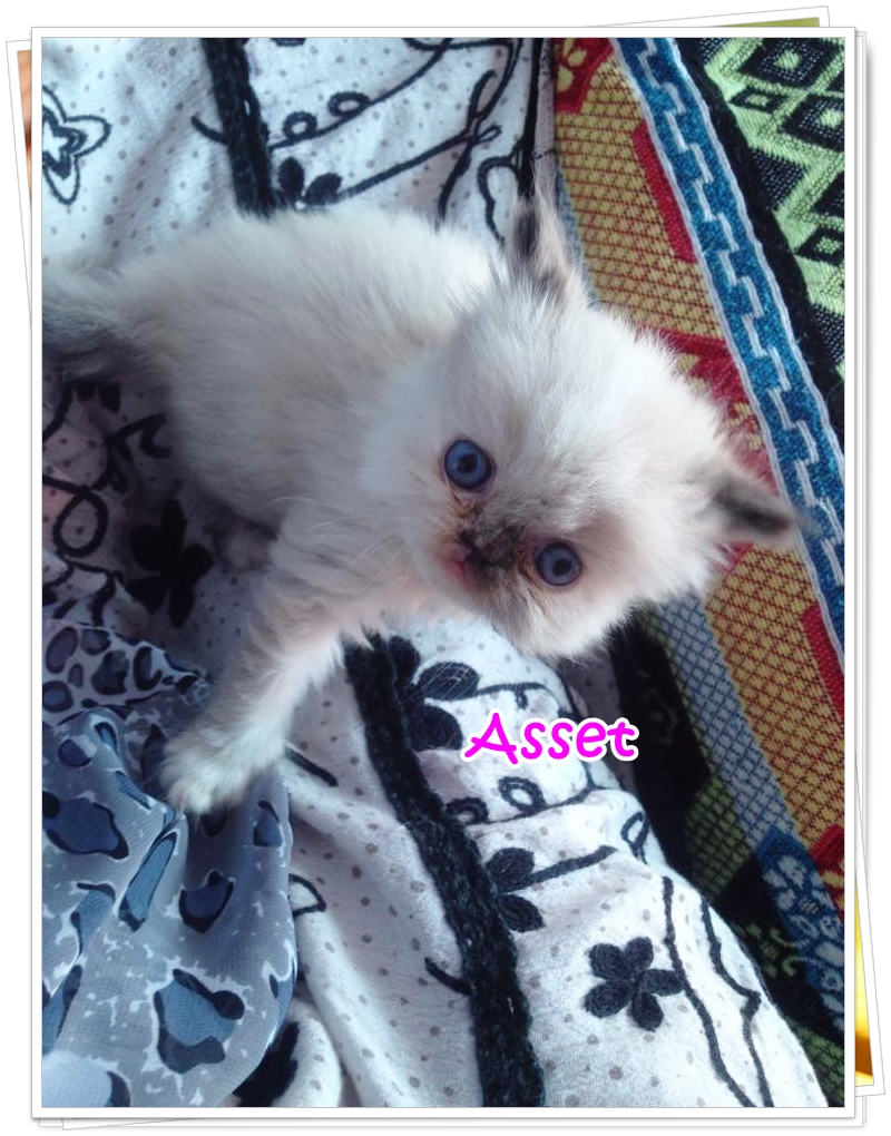 น้องแมวเปอร์เซียน่ารัก