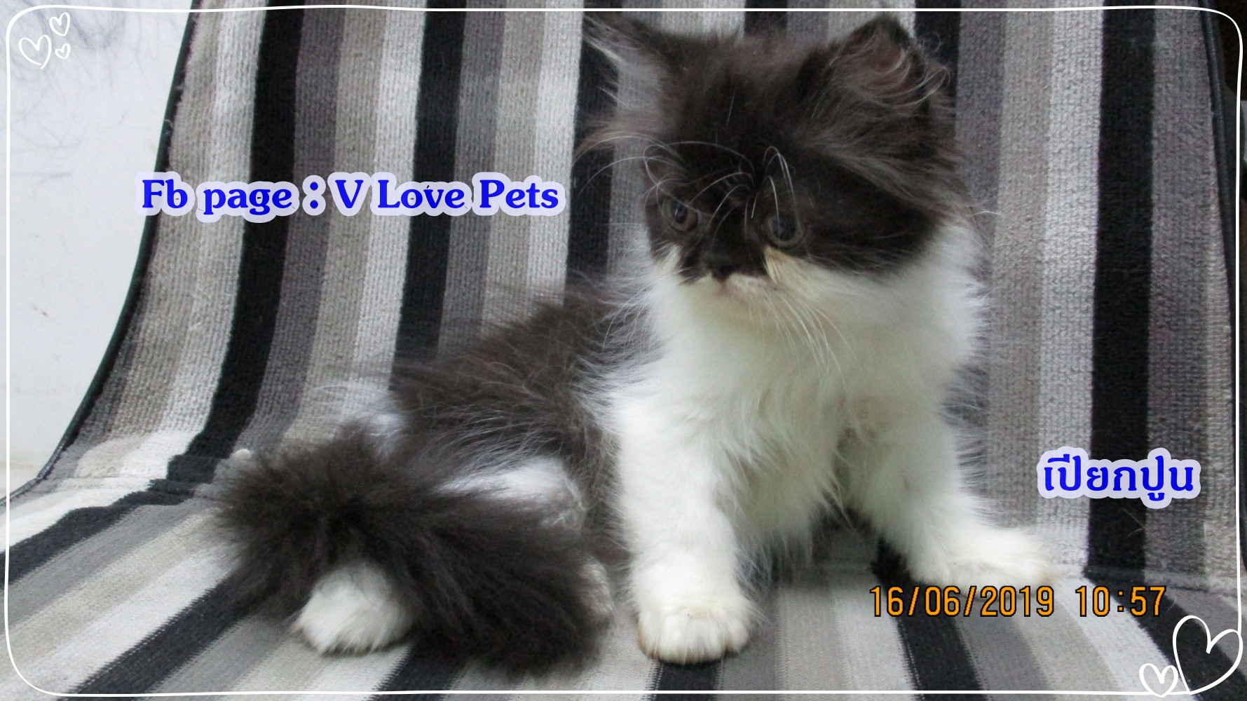 น้องเปียกปูน