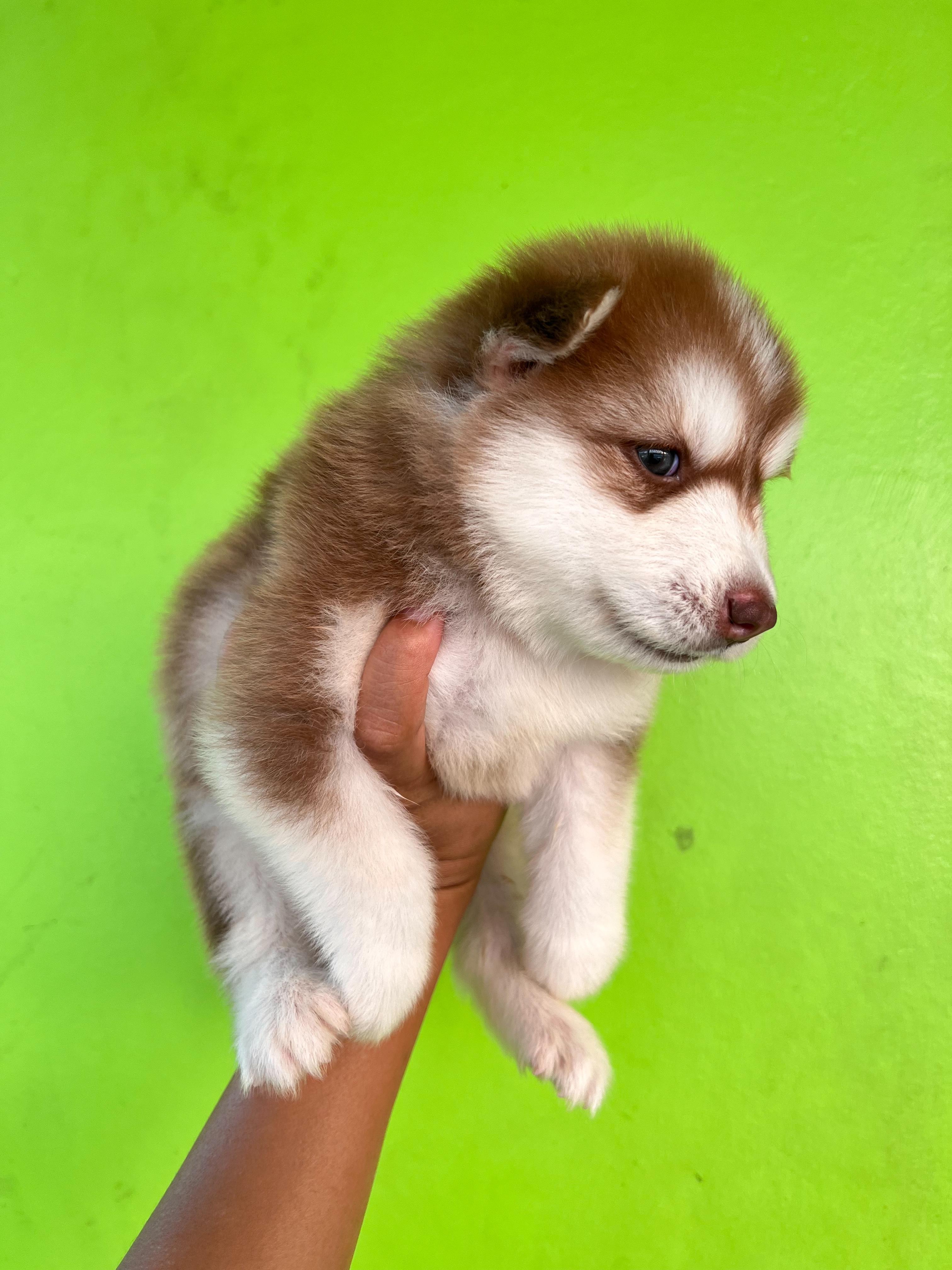 น้องไซบีเรียน หญิง โคราช