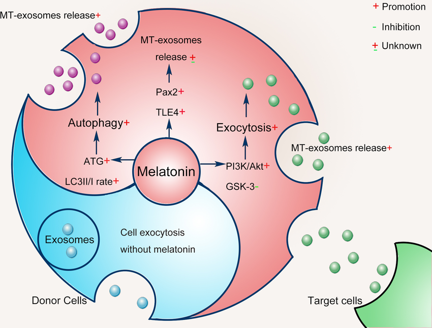 MT EXOXOMES Improve the therapeutic effect of MT-exosomes anti-inflammatory and antioxidant ,Brain, Liver and Kidney , Liver Cancer , Wound Healing in Diabetes