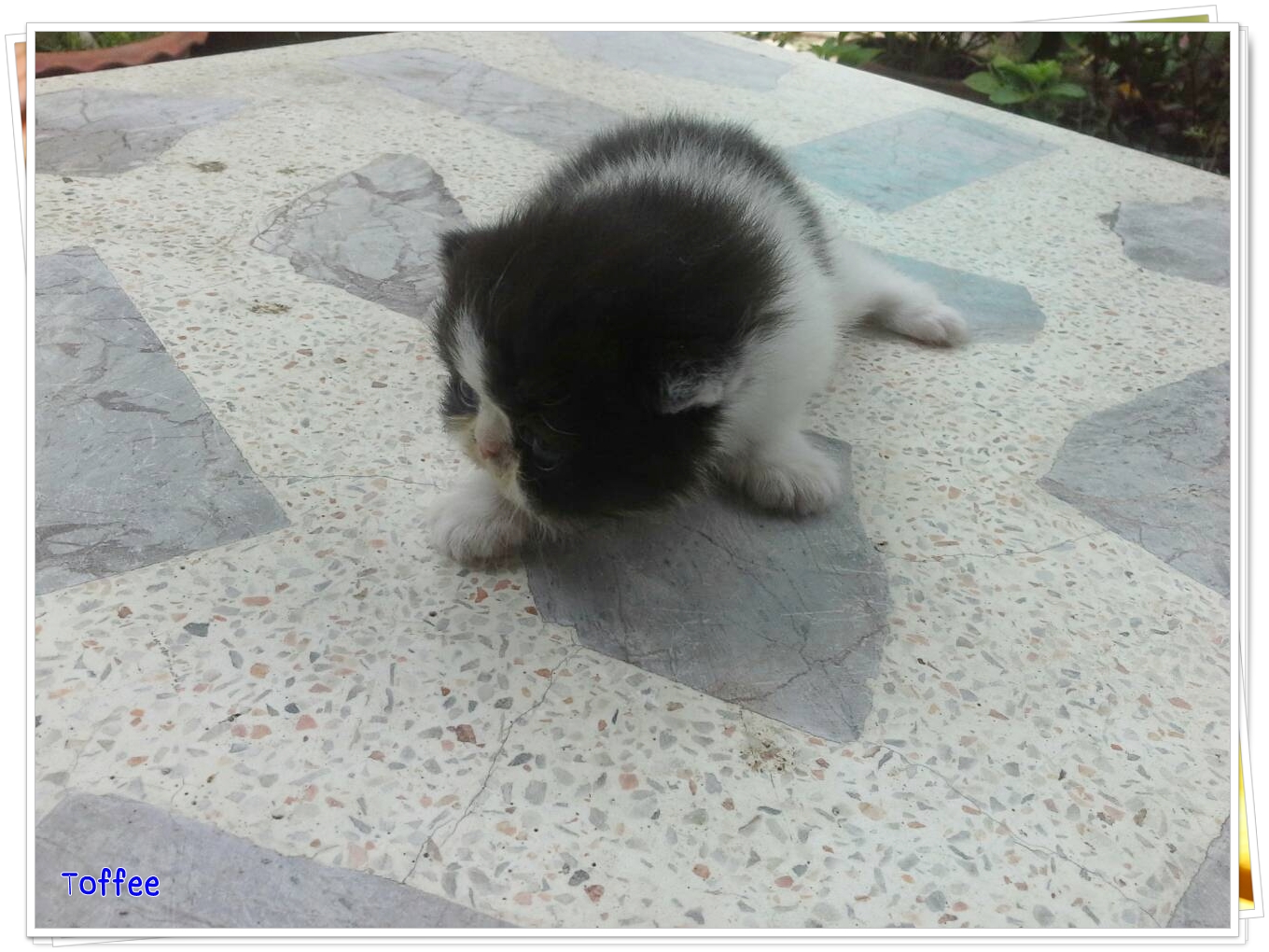 น้องแมวเปอร์เซียหน้าหล่น