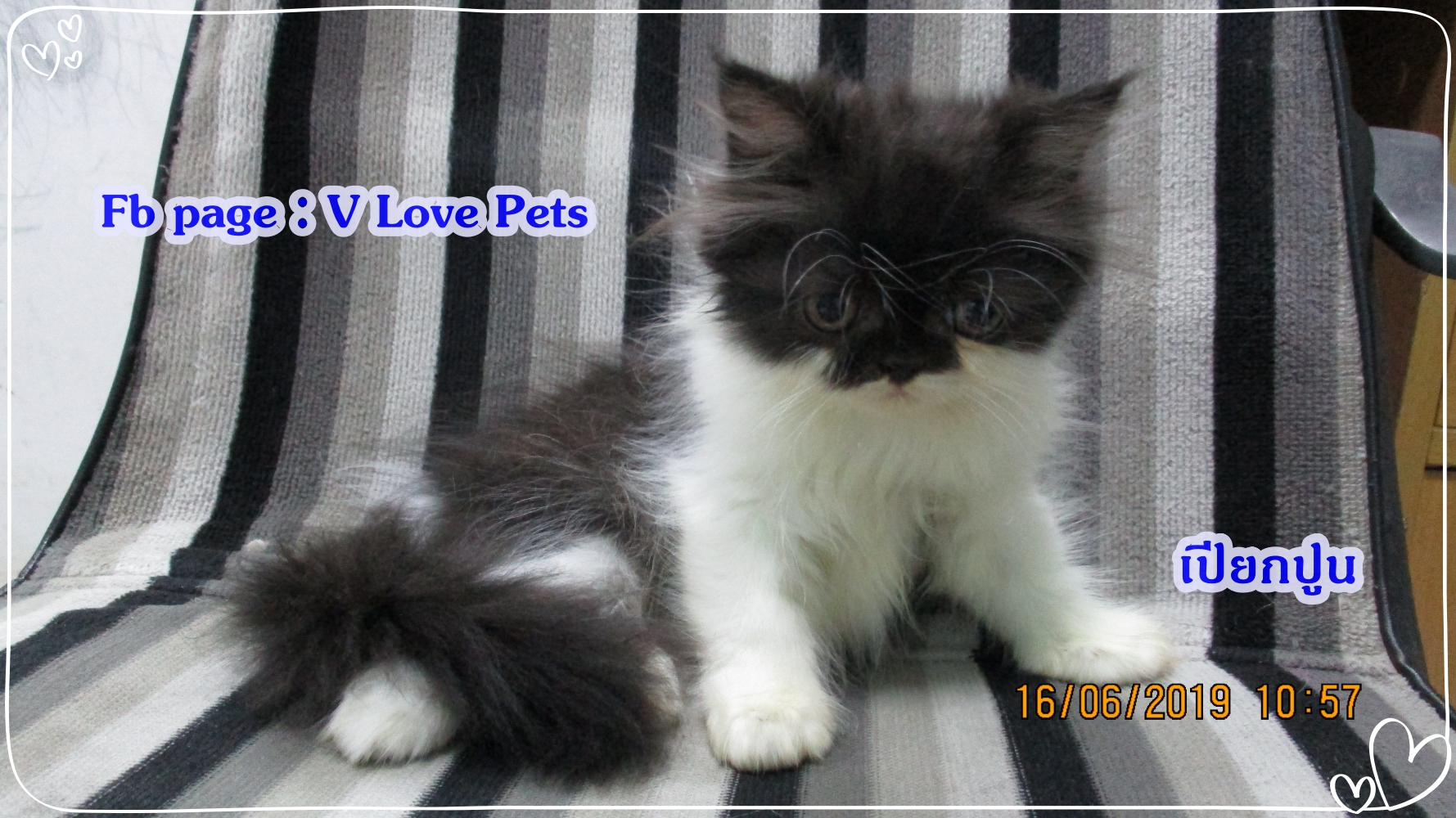 น้องเปียกปูน