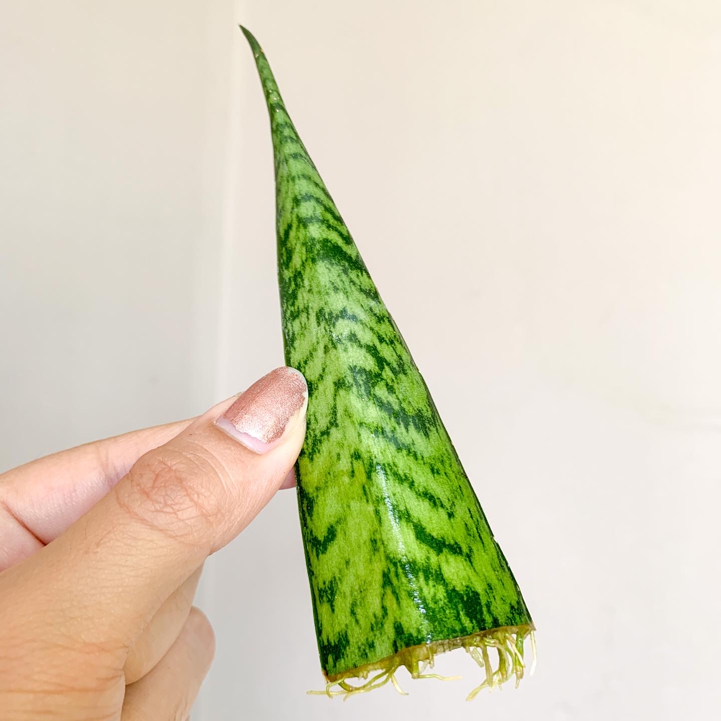 ลิ้นมังกรหลายขนาดให้เลือก