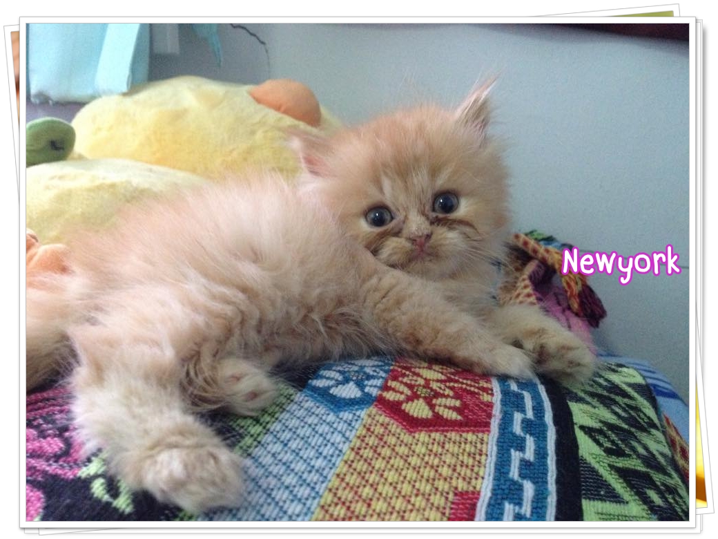 น้องแมวเปอร์เซียหน้าตุ๊กตา