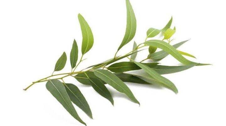 ดอกไม้ประดิษฐ์ ใบยูคา