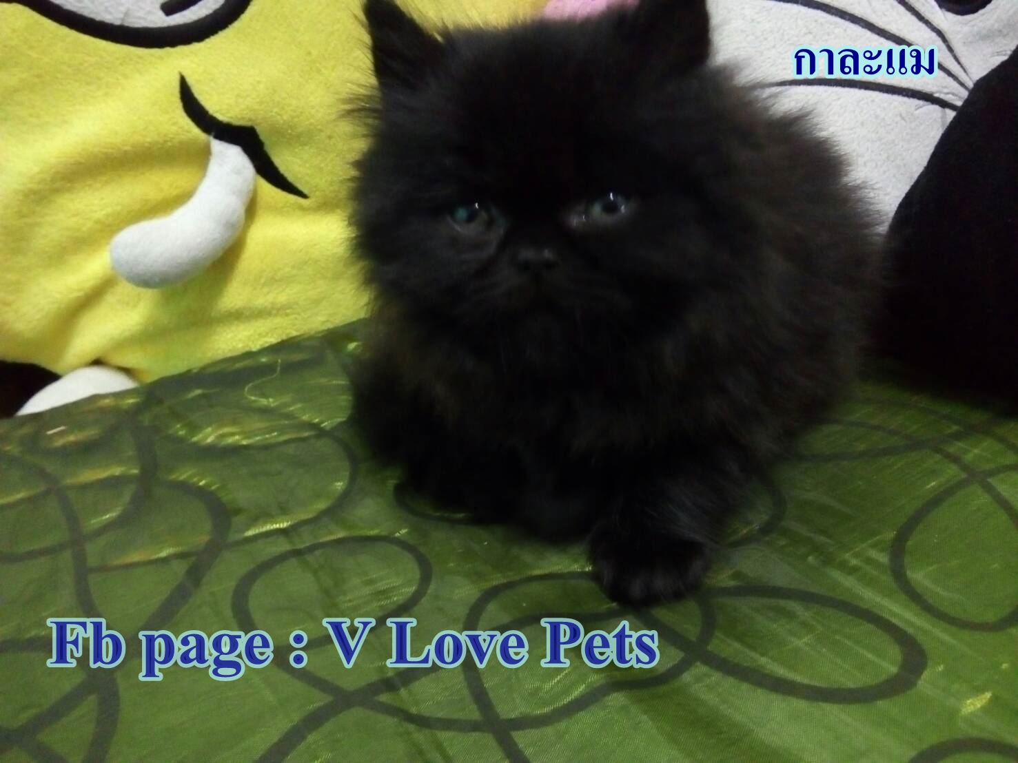 น้องแมวเปอร์เซียแท้ สีดำ Name กาละแม