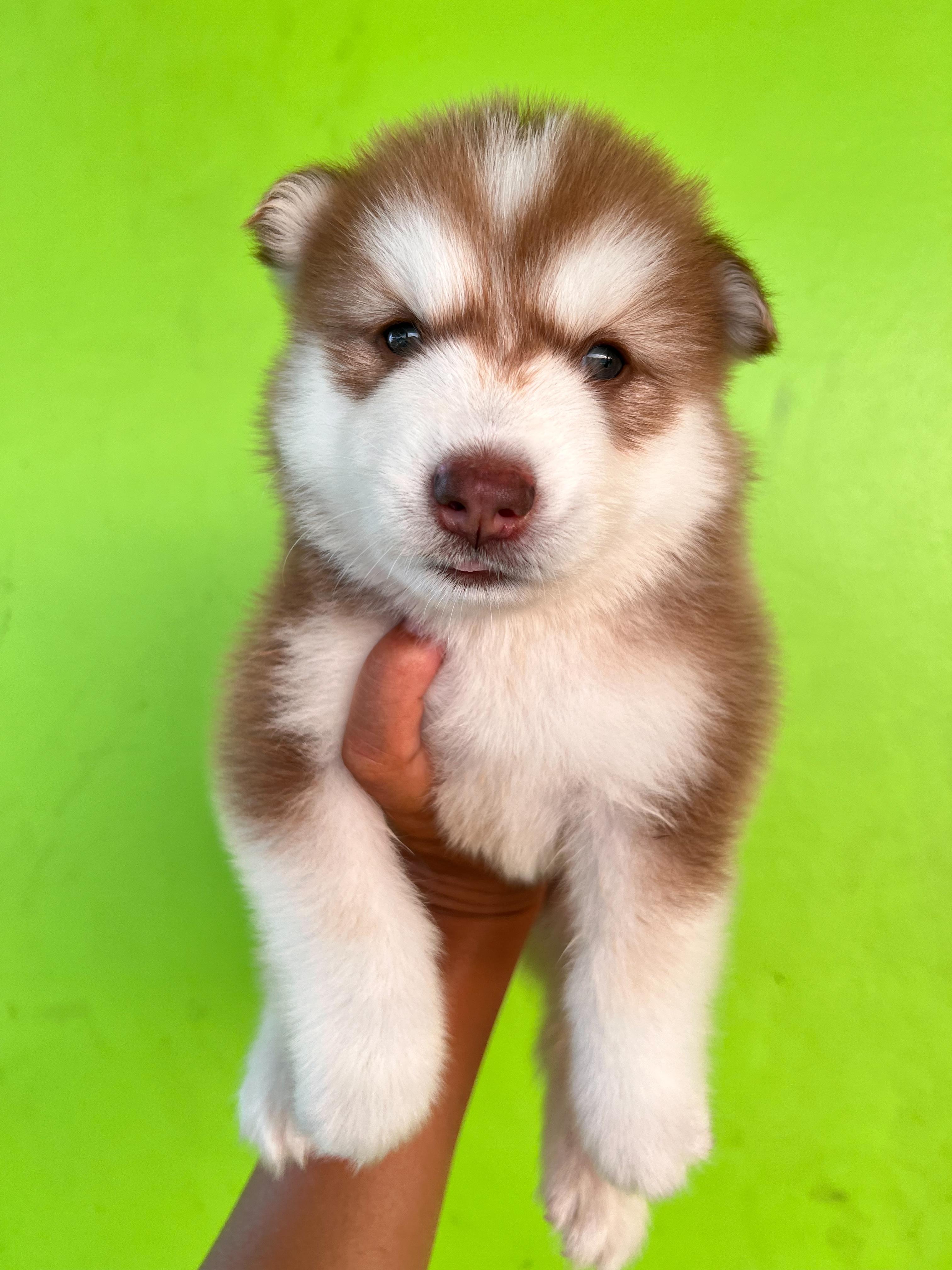 น้องไซบีเรียน หญิง โคราช