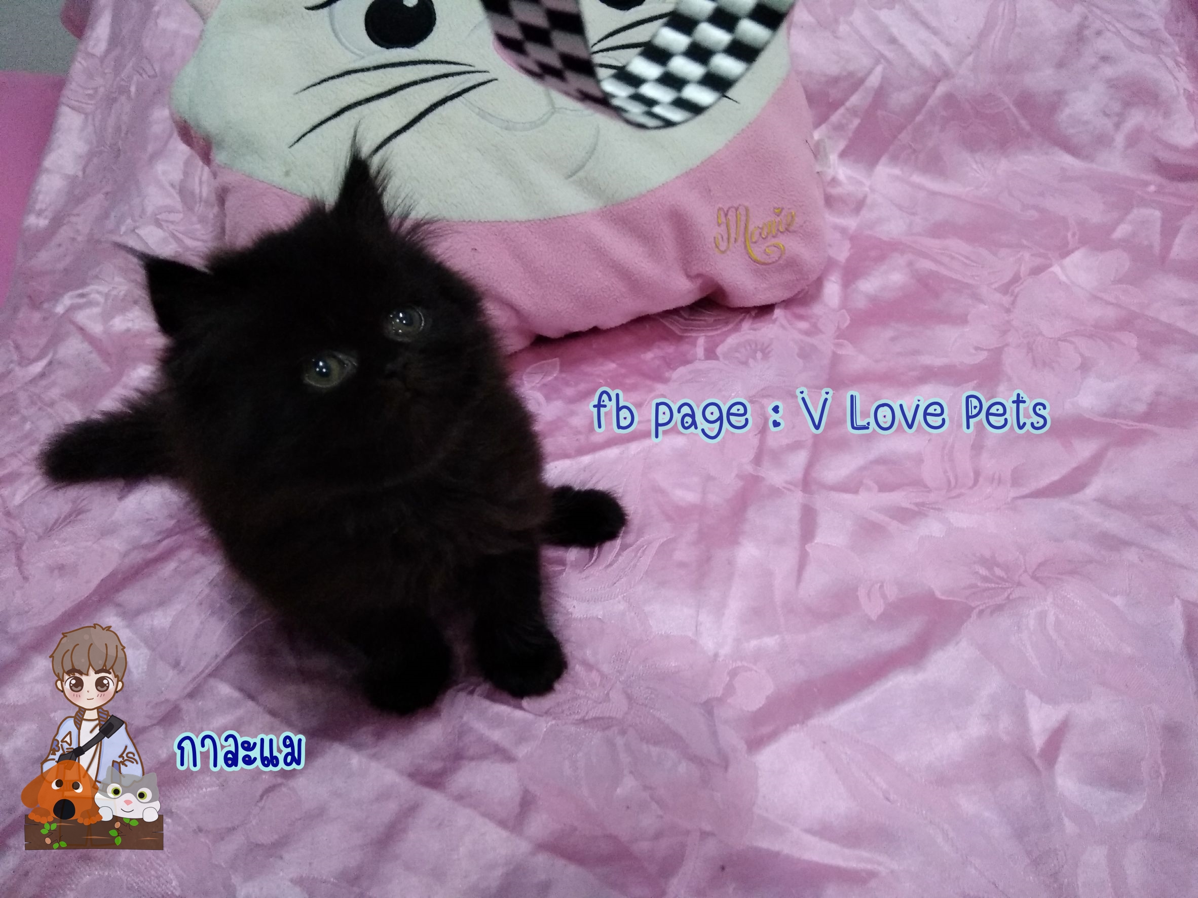 น้องแมวเปอร์เซียแท้ สีดำ Name กาละแม