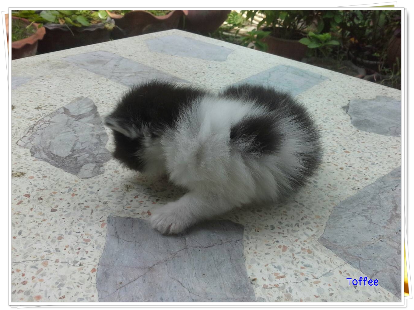 น้องแมวเปอร์เซียหน้าหล่น