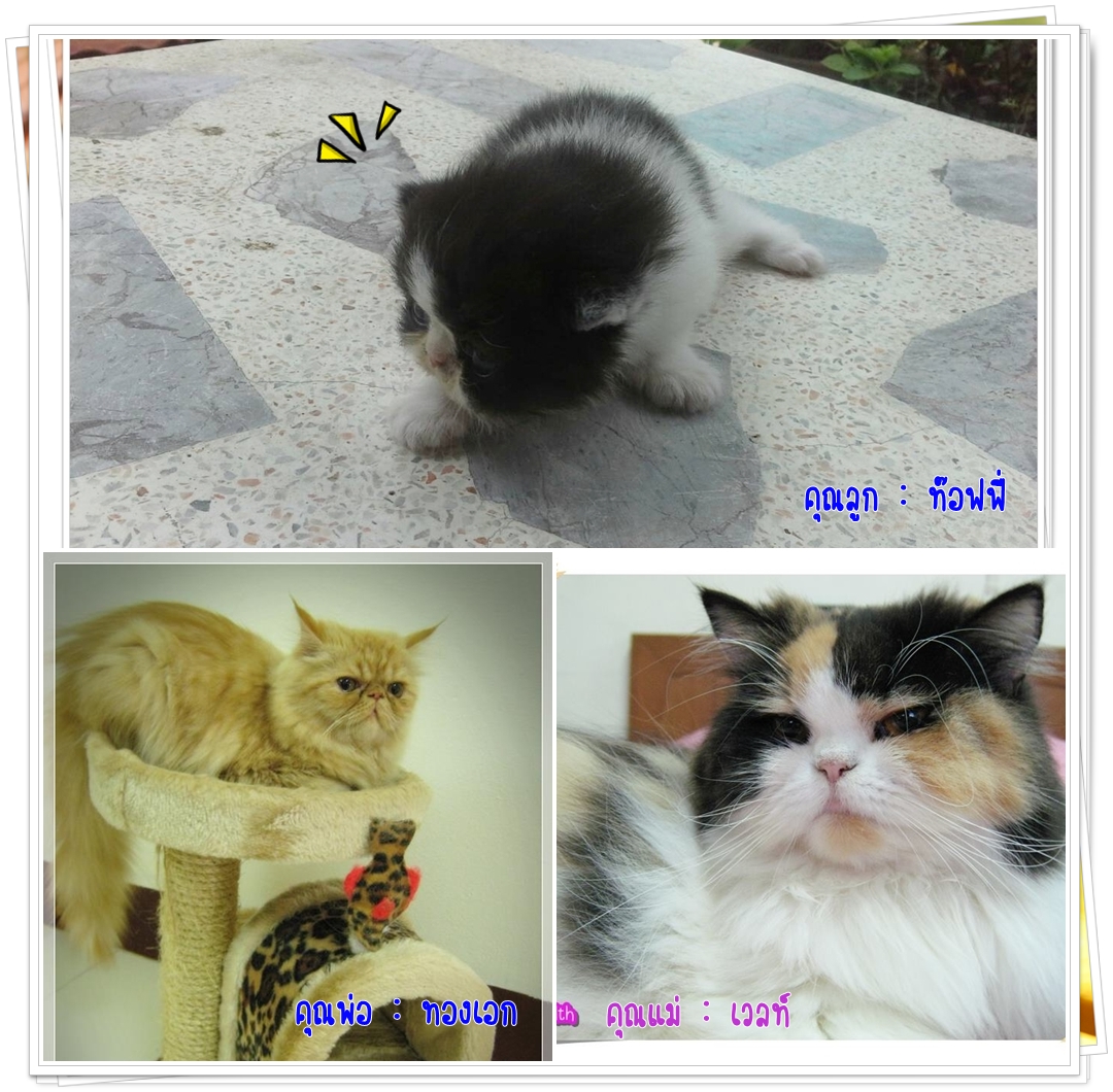 น้องแมวเปอร์เซียหน้าหล่น