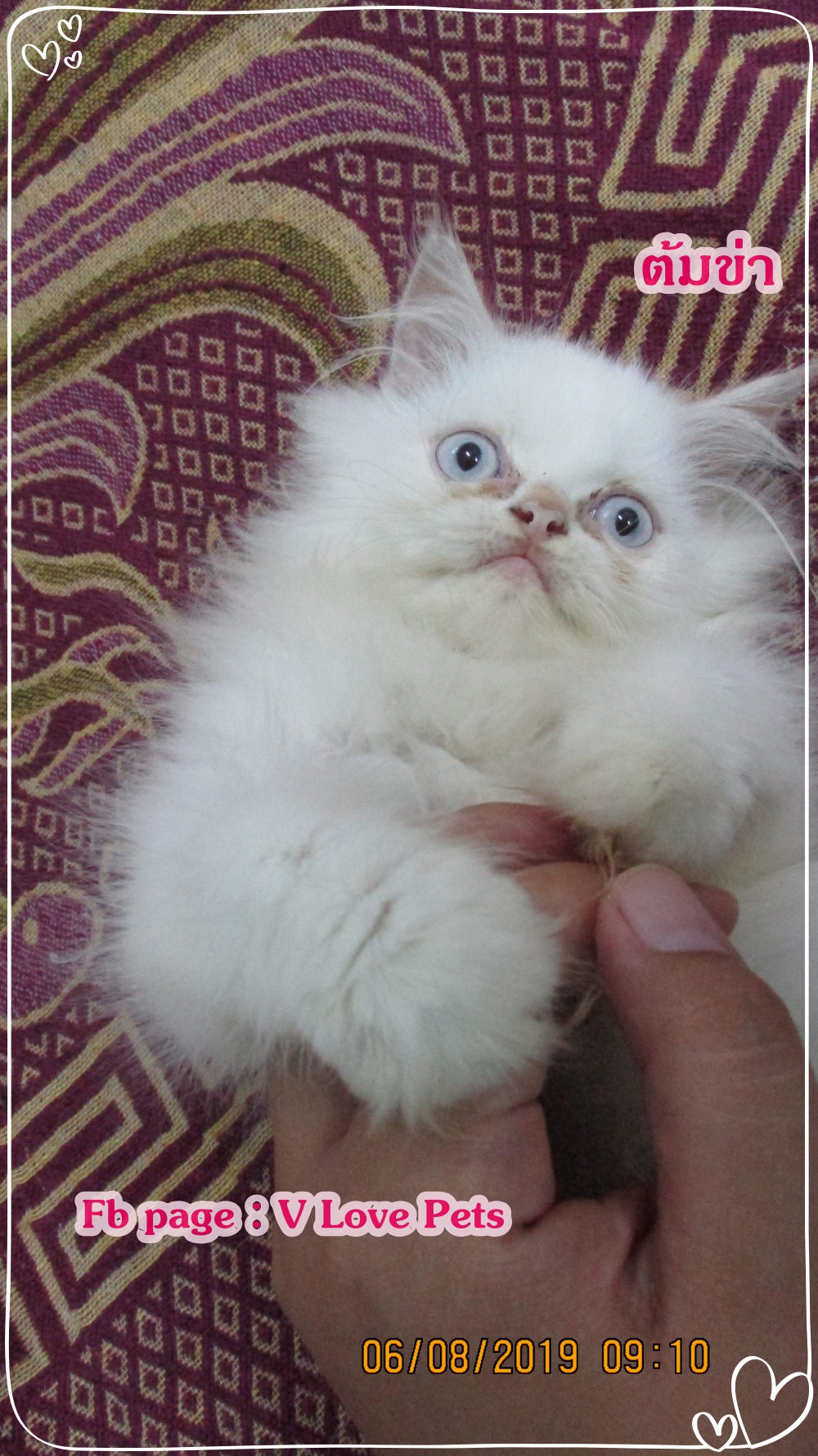 น้องต้มข่า