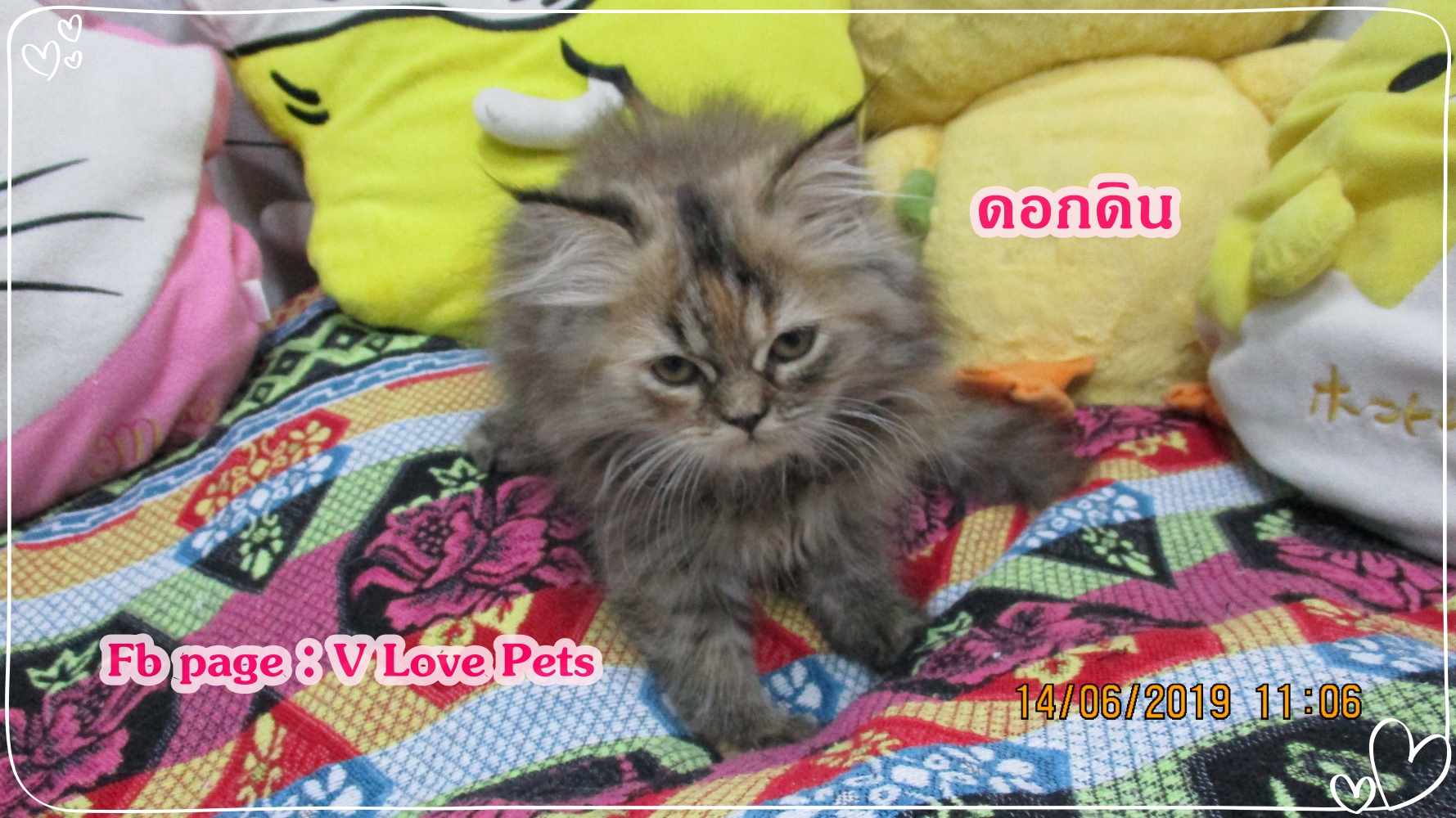 น้องดอกดิน