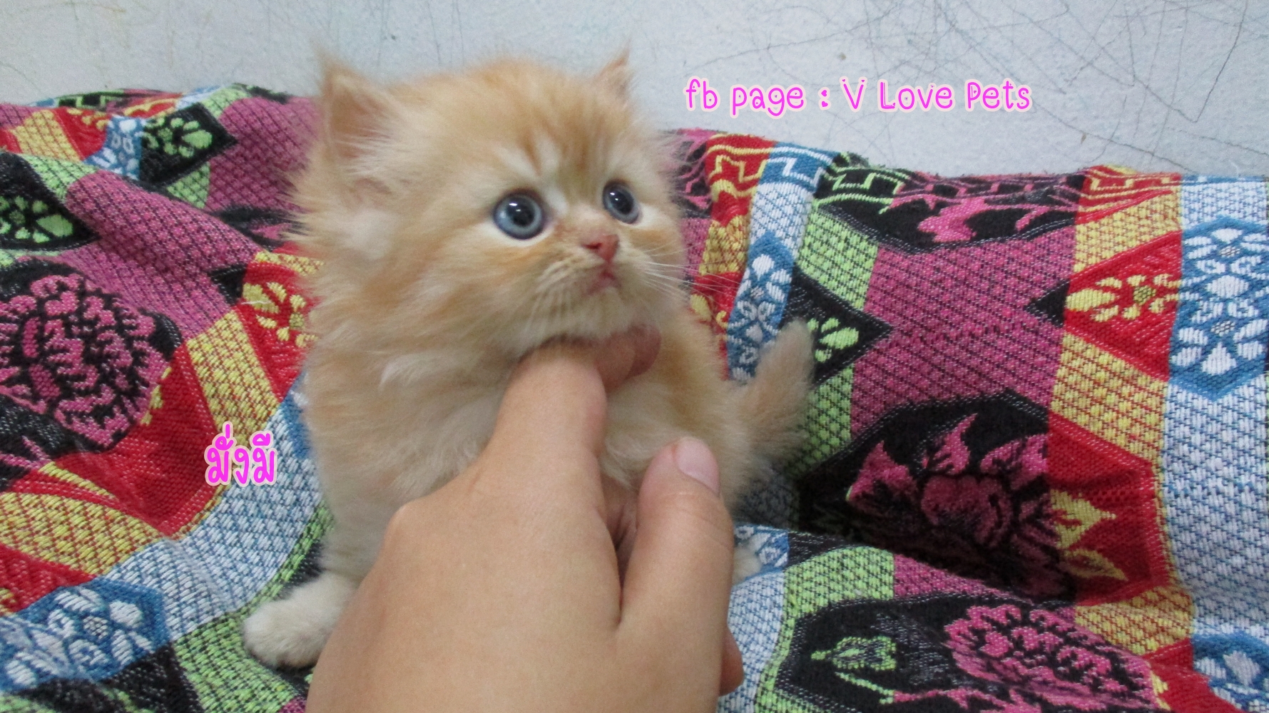 น้องแมวเปอร์เซียแท้ ผู้หญิง สีส้ม Red Tabby
