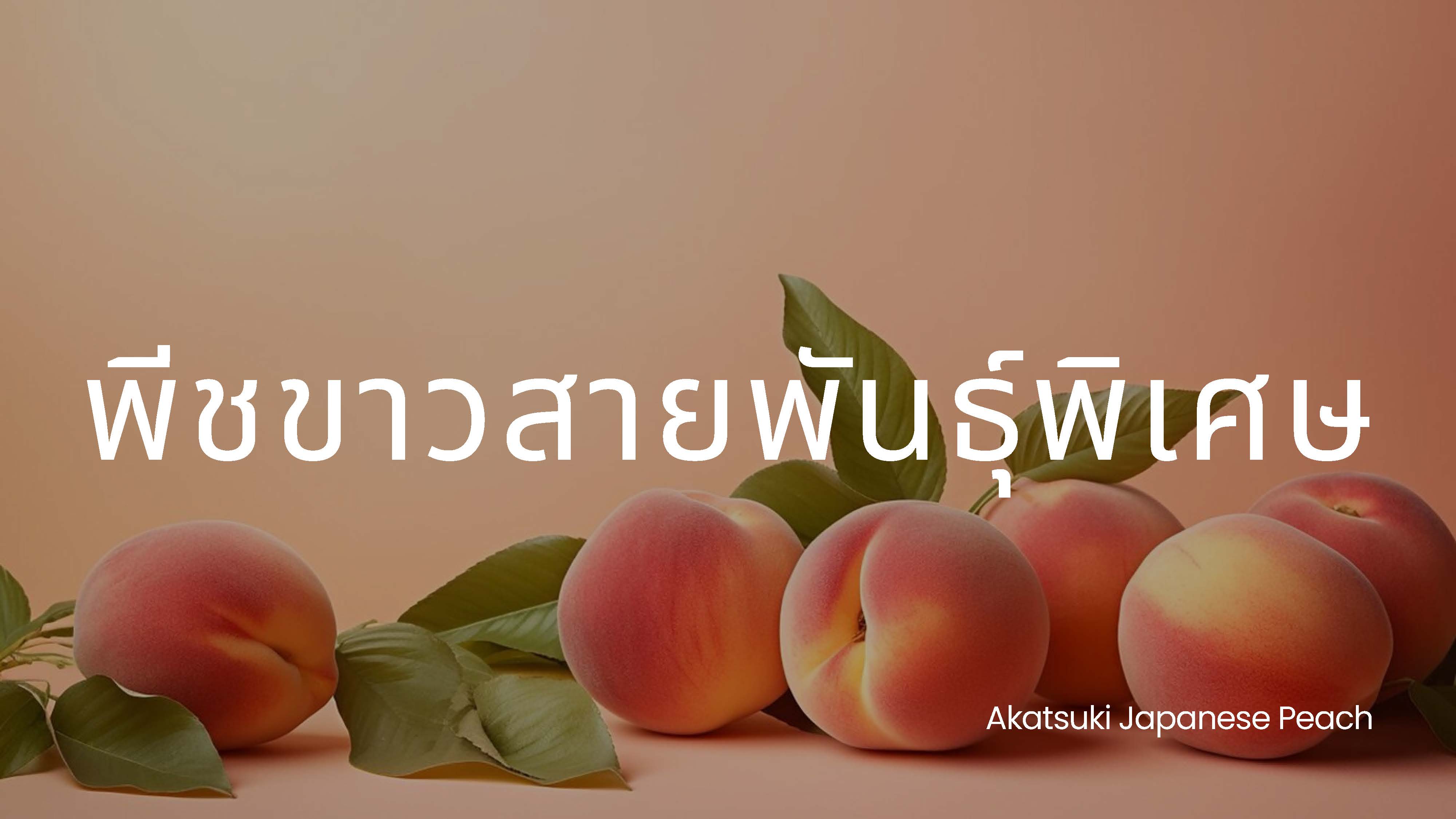 Dr.Jel TF ชาพีช