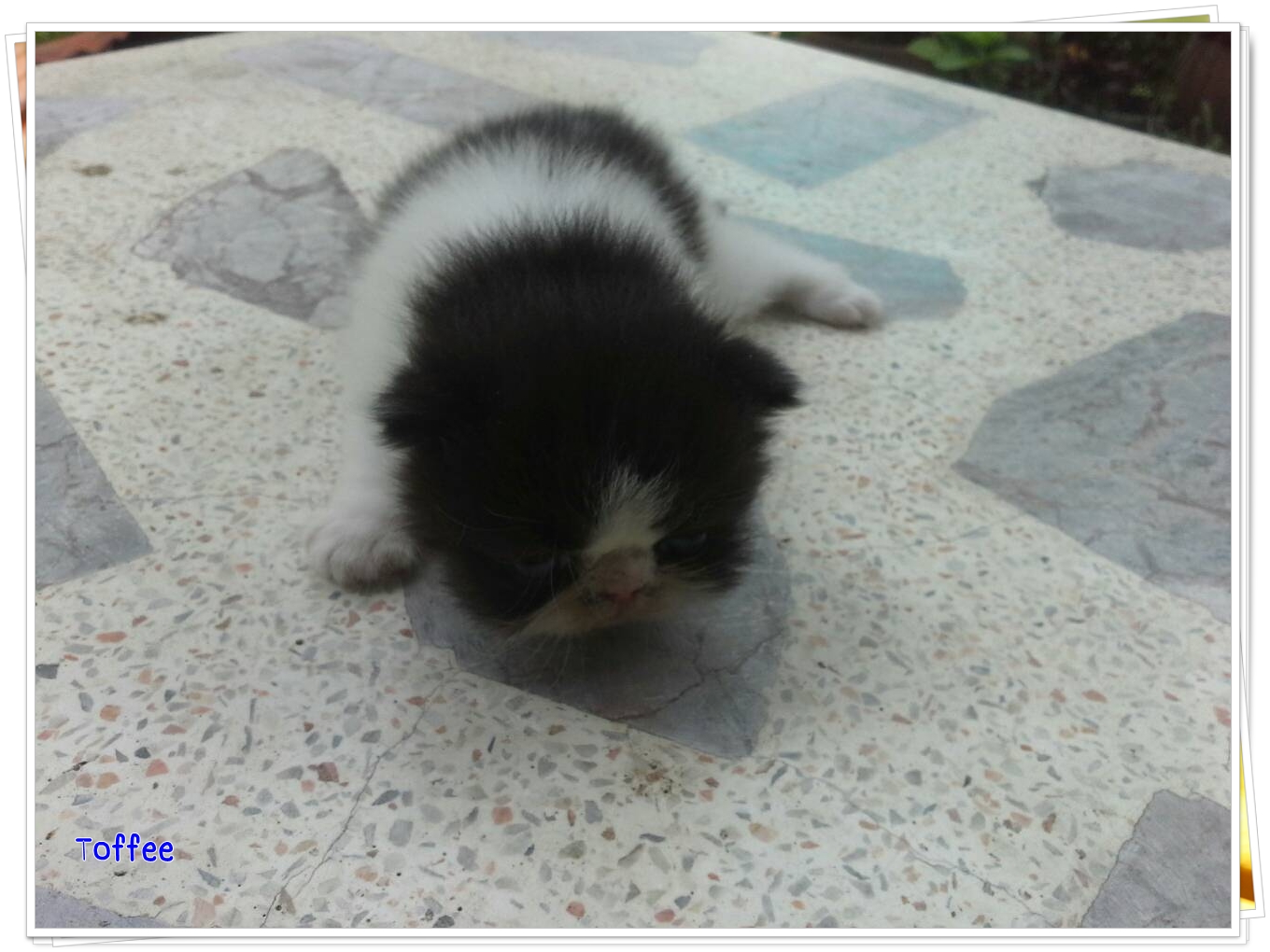 น้องแมวเปอร์เซียหน้าหล่น