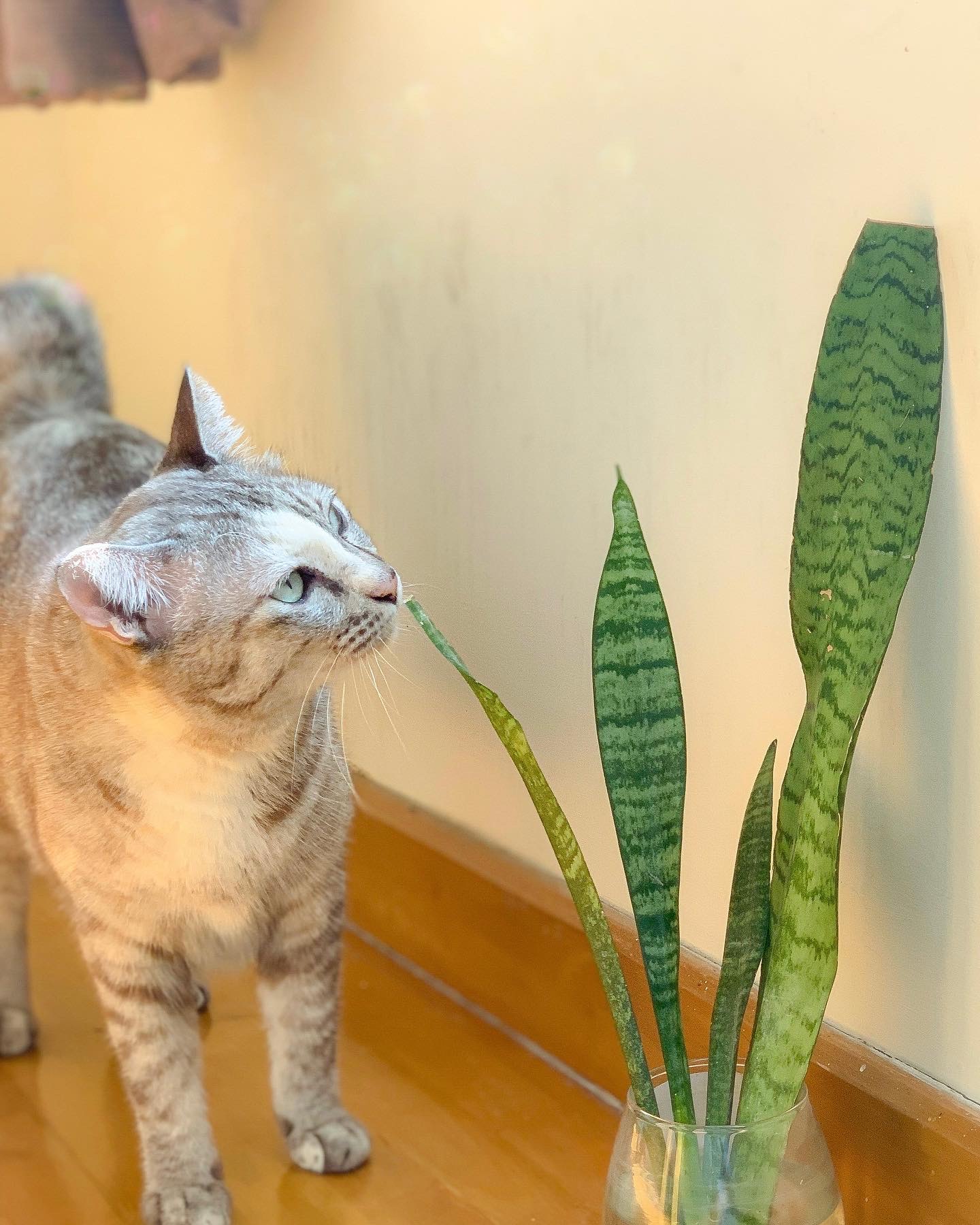 ต้นลิ้นมังกร ไม้มงคลฟอกอากาศได้