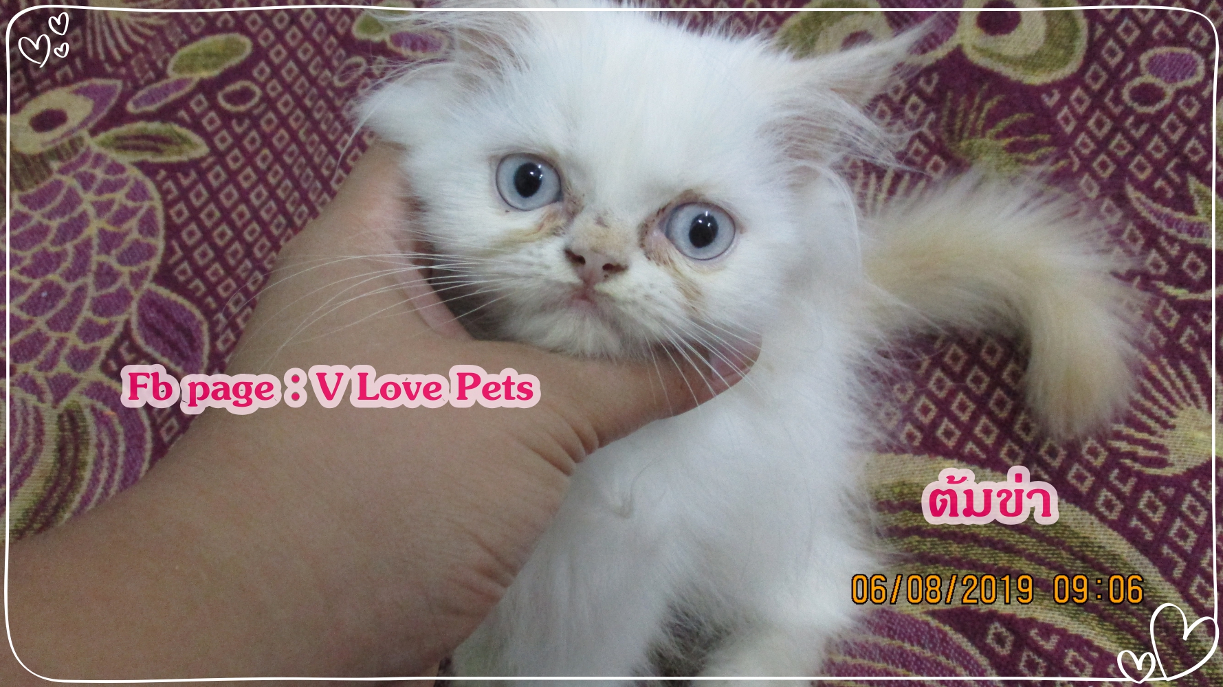 น้องต้มข่า