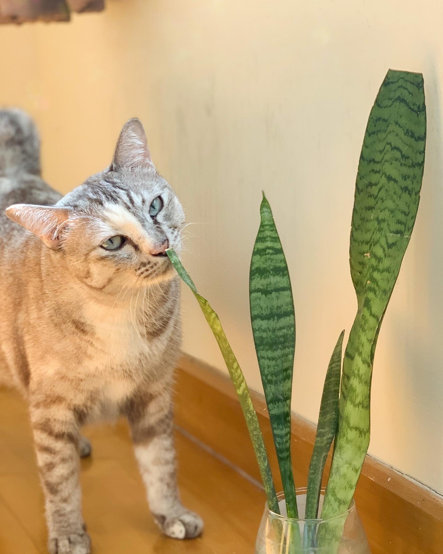 ต้นลิ้นมังกร ไม้มงคลฟอกอากาศได้