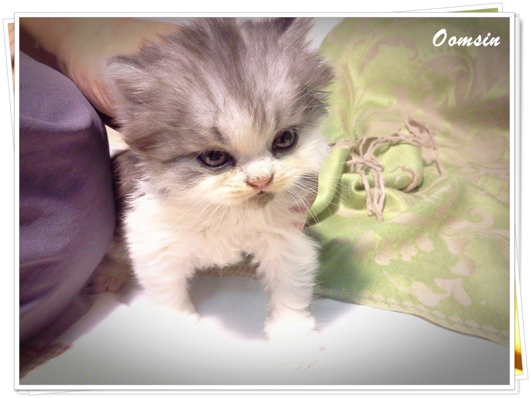 แมวเปอร์เซียหน้าตุ๊กตา