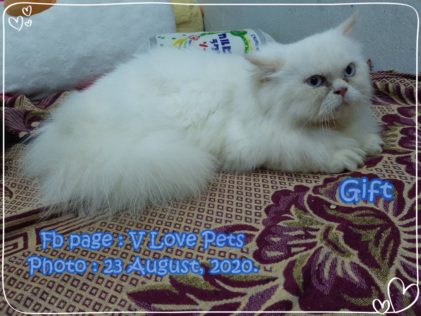 น้องกิ๊ฟ