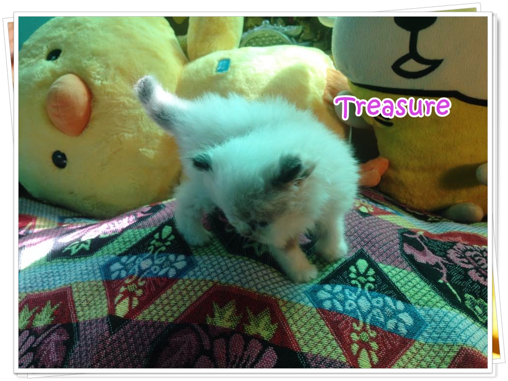 น้องแมวเปอร์เซียน่ารัก