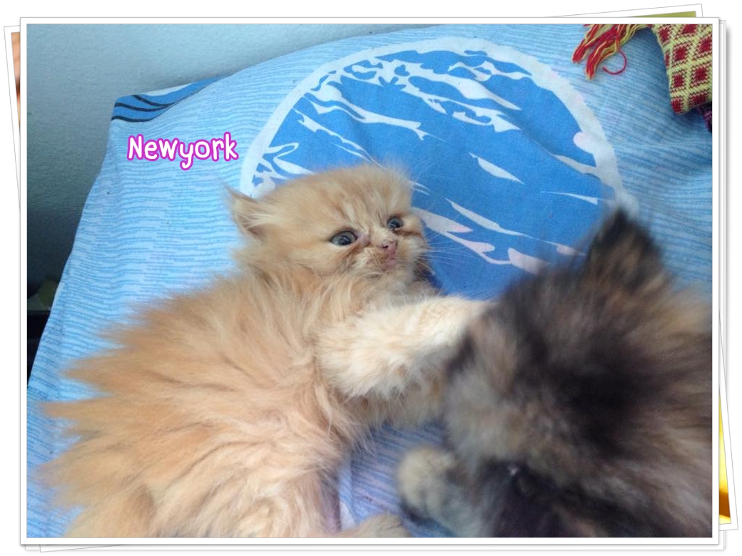 น้องแมวเปอร์เซียหน้าตุ๊กตา