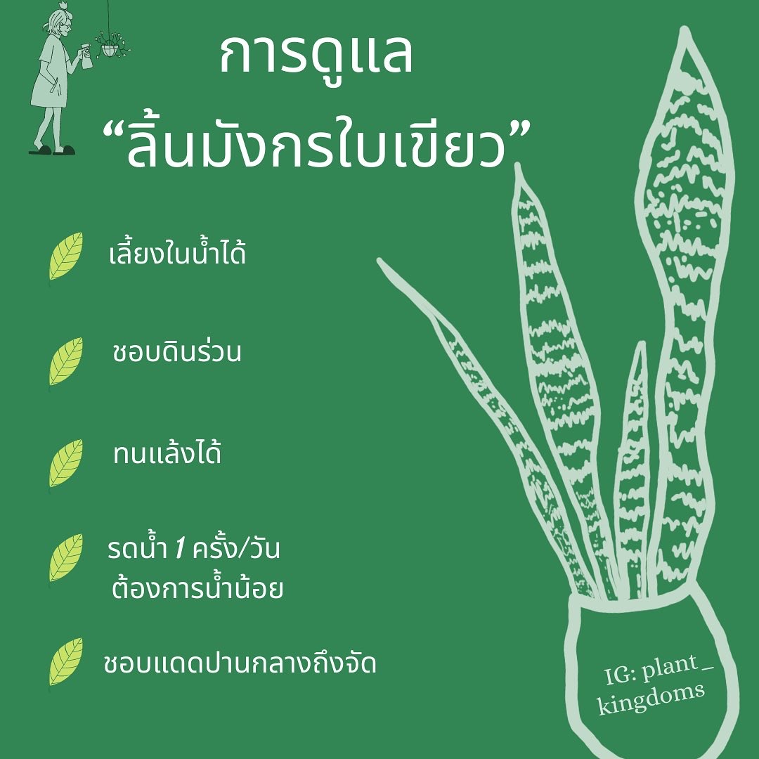 ลิ้นมังกรหลายขนาดให้เลือก