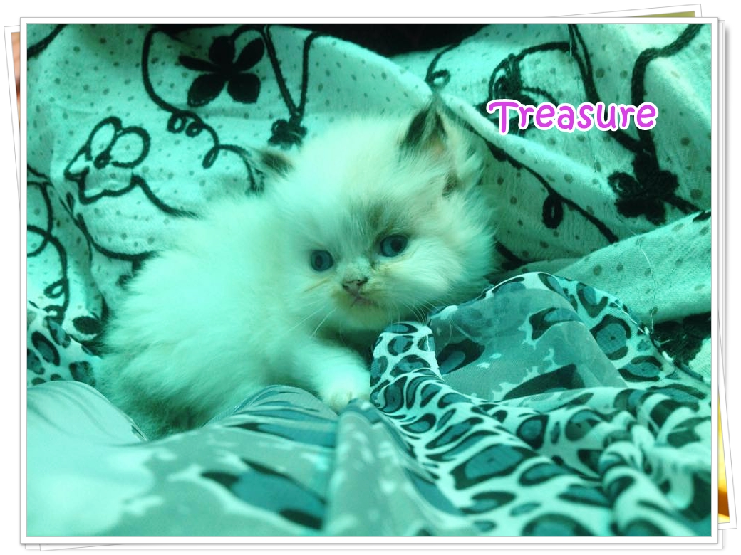 น้องแมวเปอร์เซียน่ารัก