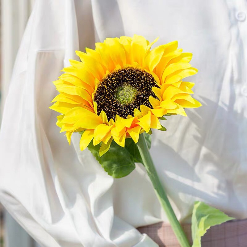 ดอกทานตะวัน