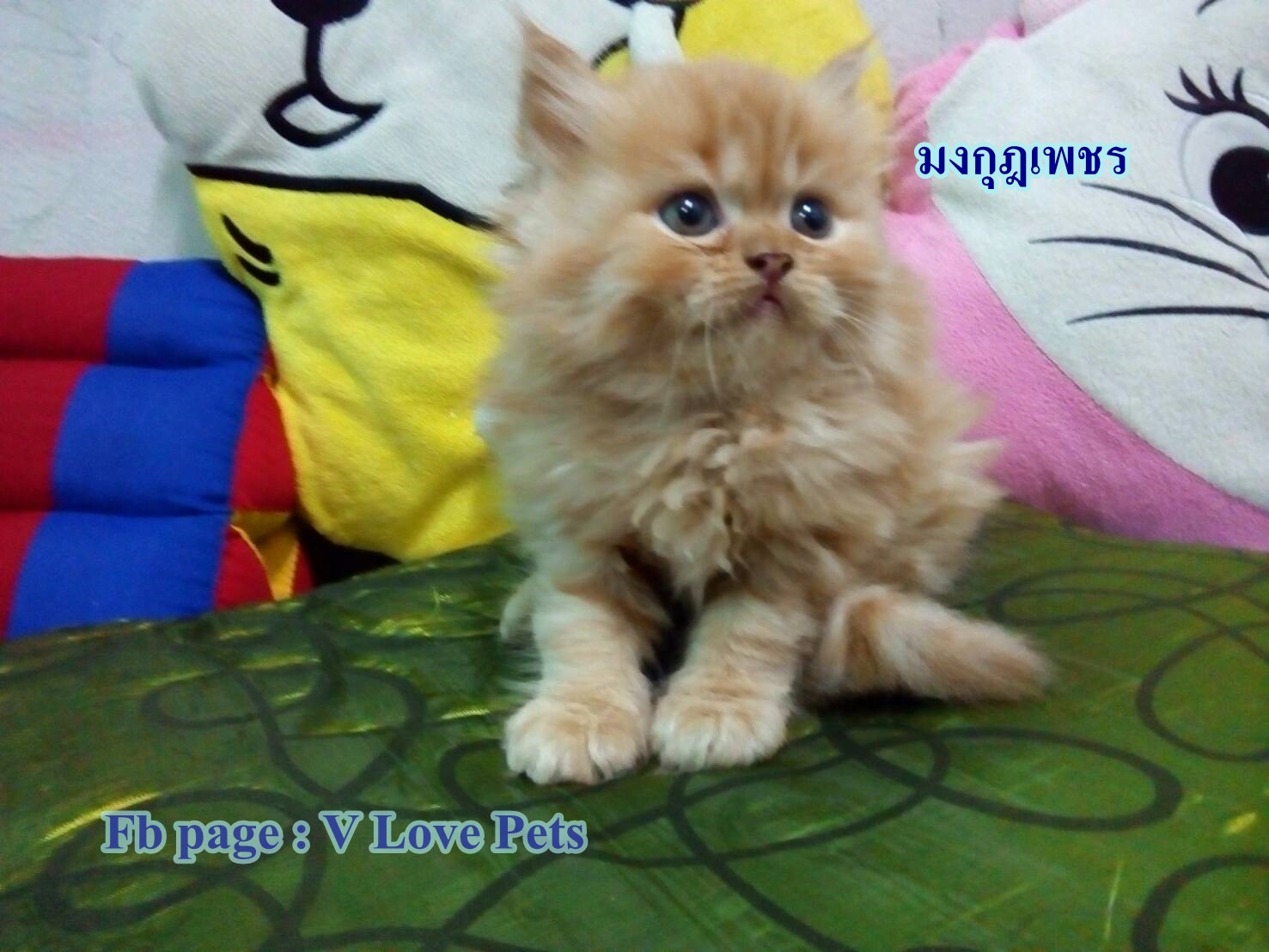 น้องแมวเปอร์เซียแท้ สีส้ม Name มงกุฎเพชร