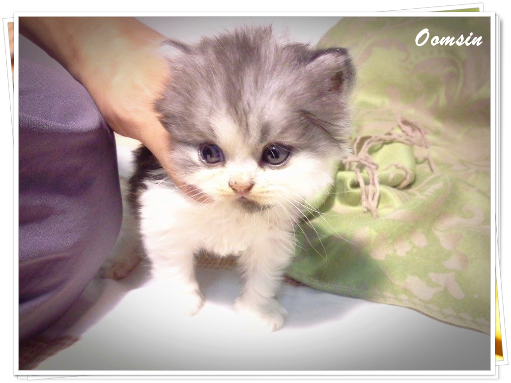 แมวเปอร์เซียหน้าตุ๊กตา