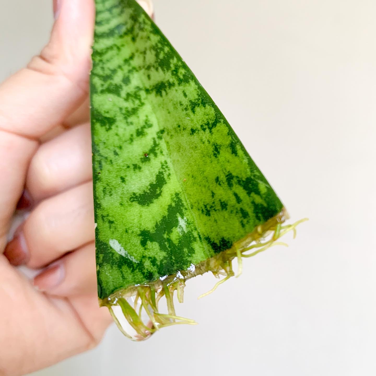 ลิ้นมังกรหลายขนาดให้เลือก