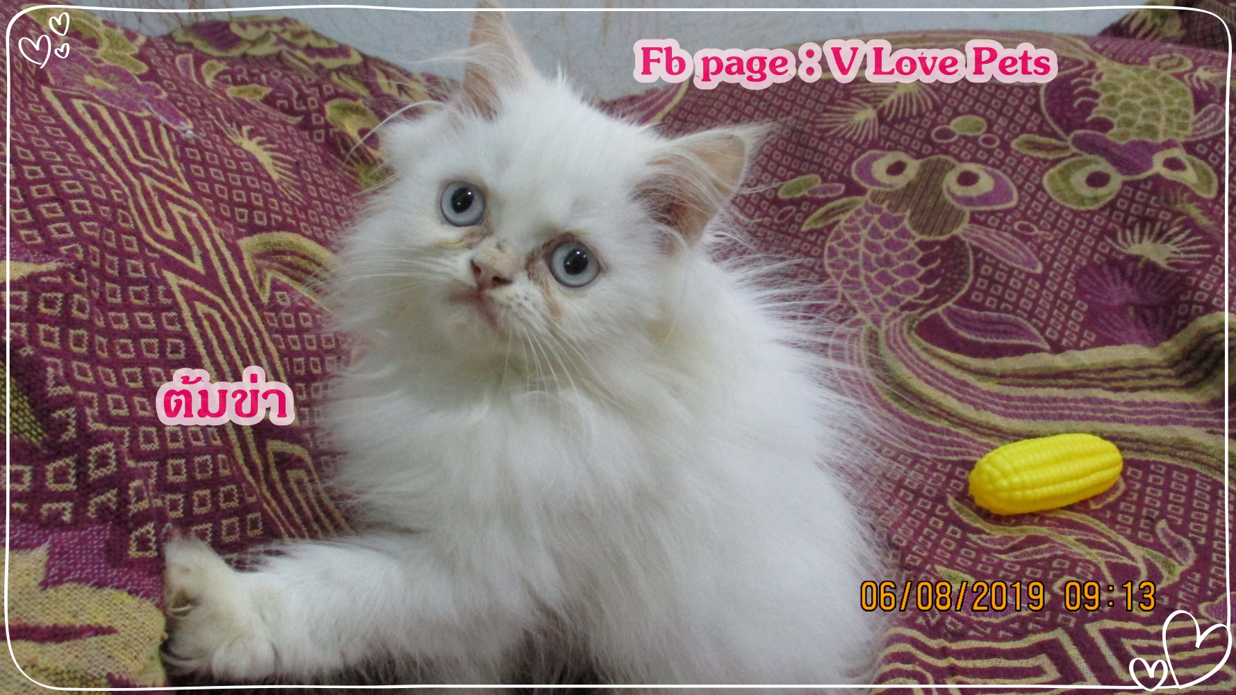 น้องต้มข่า