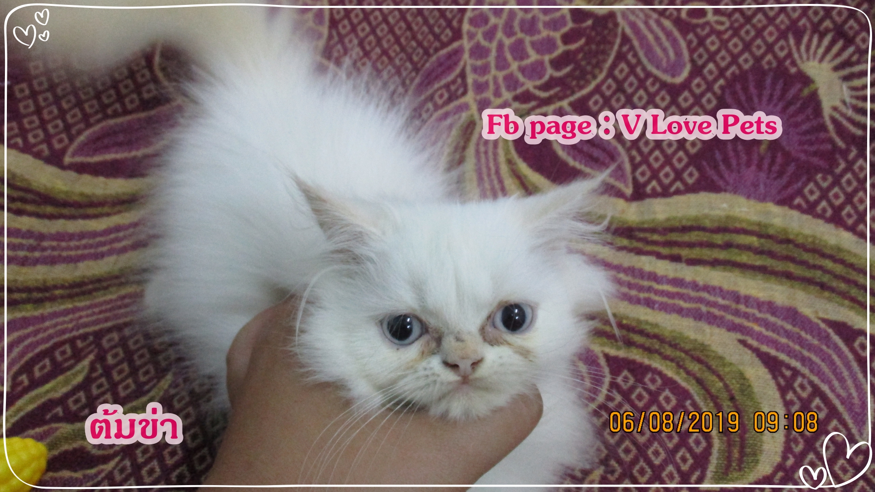 น้องต้มข่า