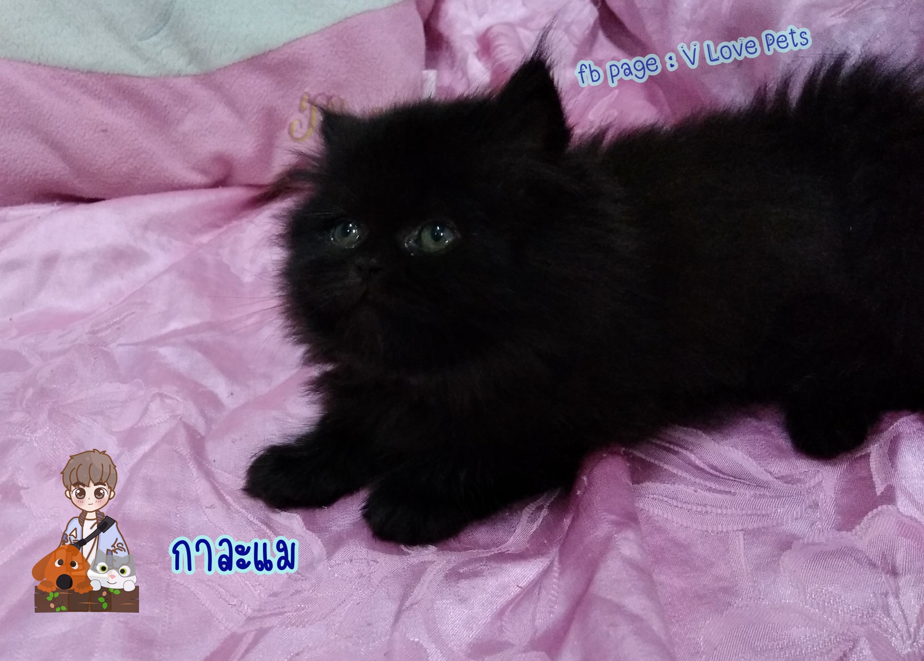 น้องแมวเปอร์เซียแท้ สีดำ Name กาละแม